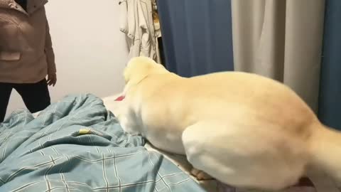 A rebellious dog