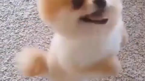 small cute puppy