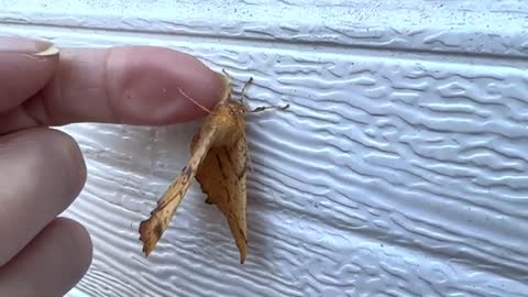 The Maple Spanworm moth