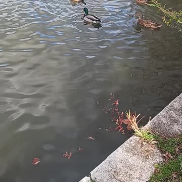 Ducks kissena park