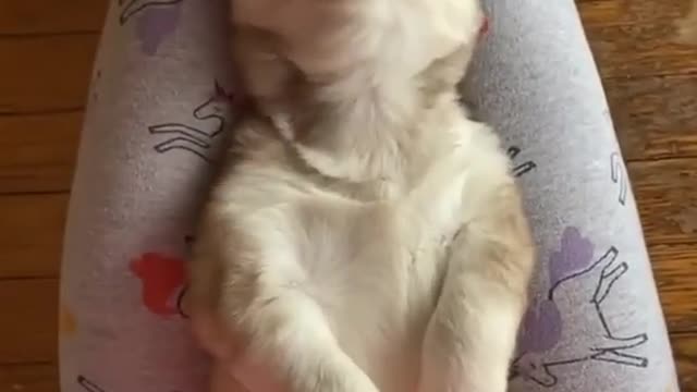 Puppy Throws The Cutest Temper Tantrum!