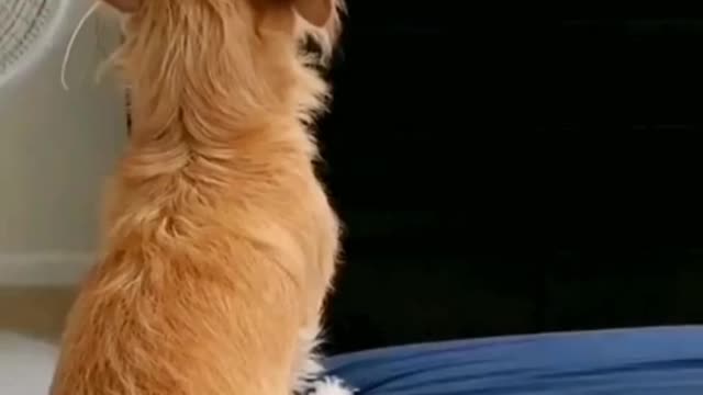 Dogs reaction when watching TV