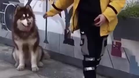 Funny animals