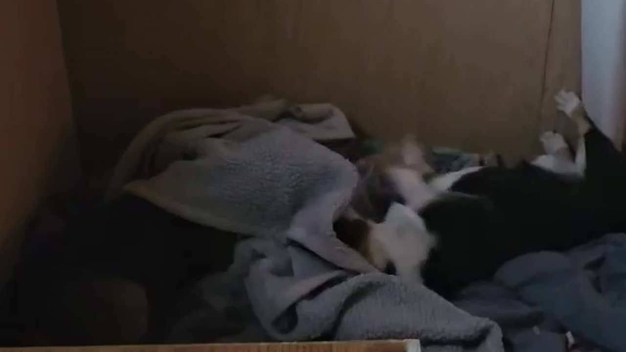 Corgie and a beagle playing in a blanket. (My mom's dogs)