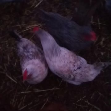 Good Morning Pip & Girls