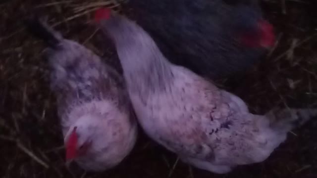 Good Morning Pip & Girls