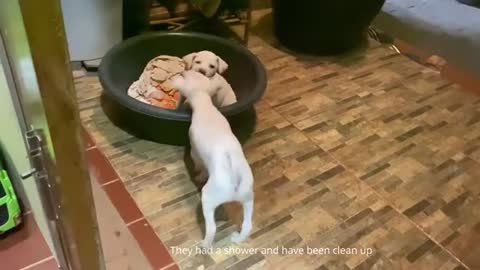 Awesome Puppies Doing Funny Thing in House - Cute Dogs - Pet Video Compilation 2022