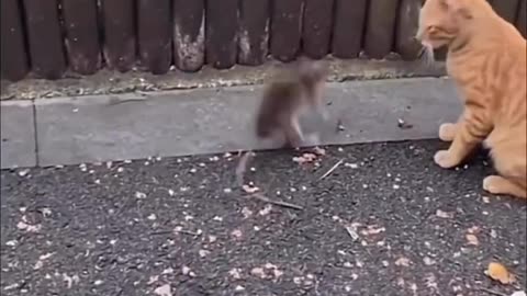 Cat and rat 🐁 fighting