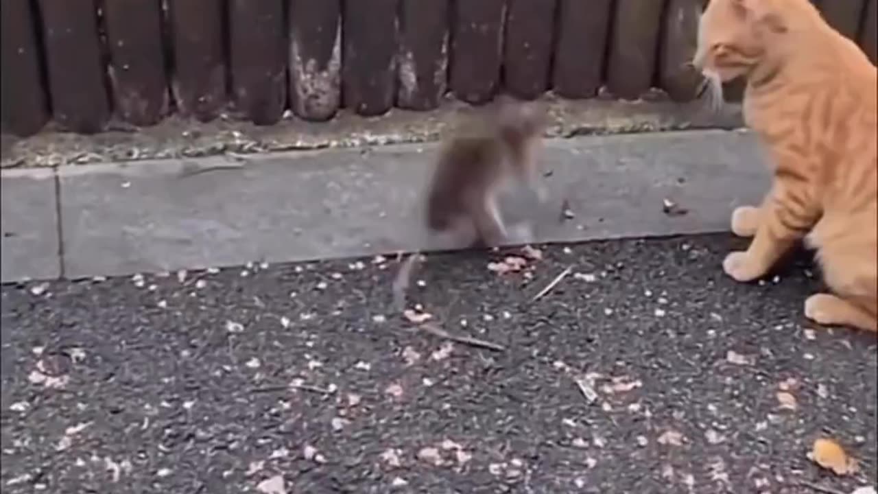 Cat and rat 🐁 fighting