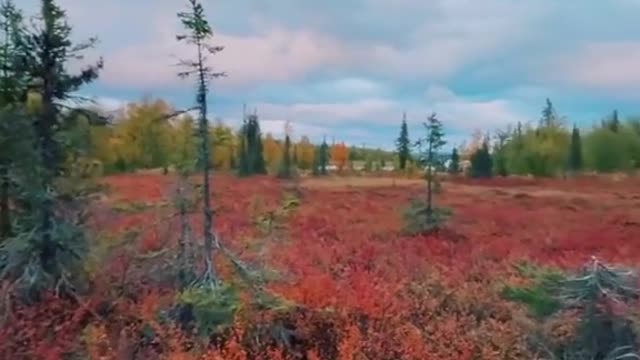 Salek National Park in Lapland, Sweden