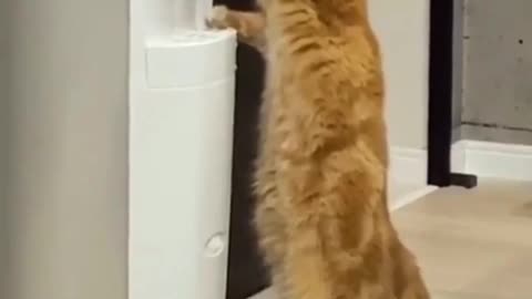 thirsty cat
