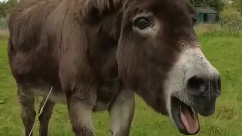 Funny video