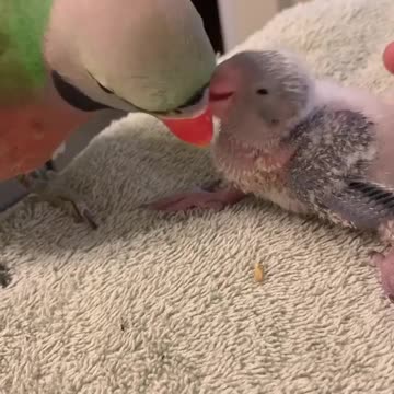 World bird video funny mother love
