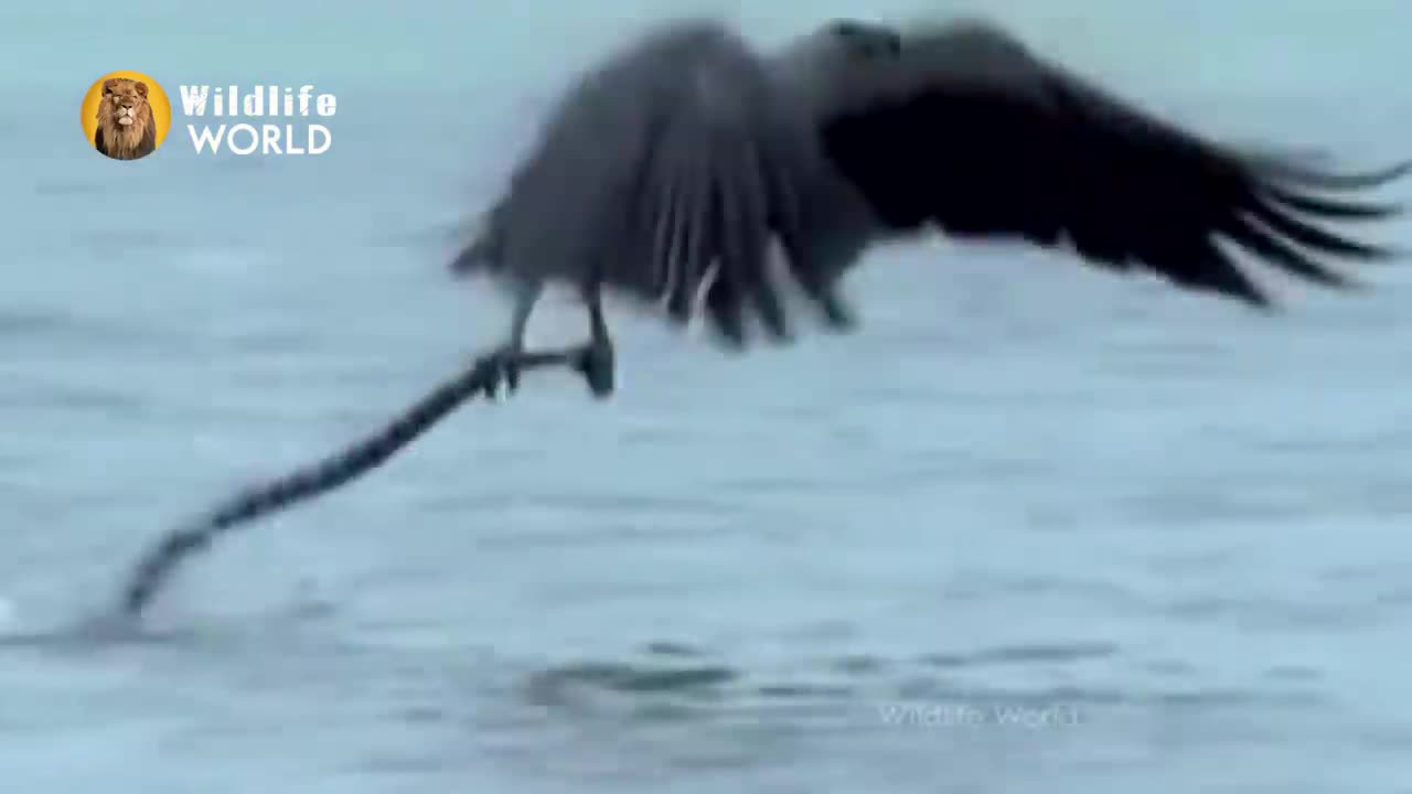 eagle captures a goat-amazing raptors and eagle attack - eagle vs monkey-fox and snaks(720p-Hd)