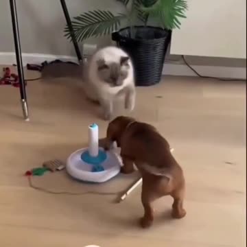 Striped Cat are friends with Dog