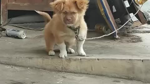 This is really a dog with a human face