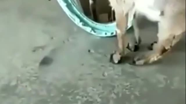 Mirror Vs Goat 🐐 Reaction - Funny Animal Mirror 😂😂😂 #shorts