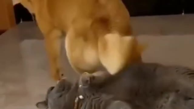 Funniest cats and dogs Videos 🐶 🐱 -294-😂_shorts
