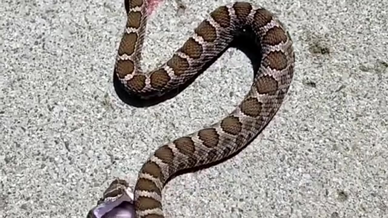 Cobra snake