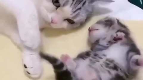 Cats playing