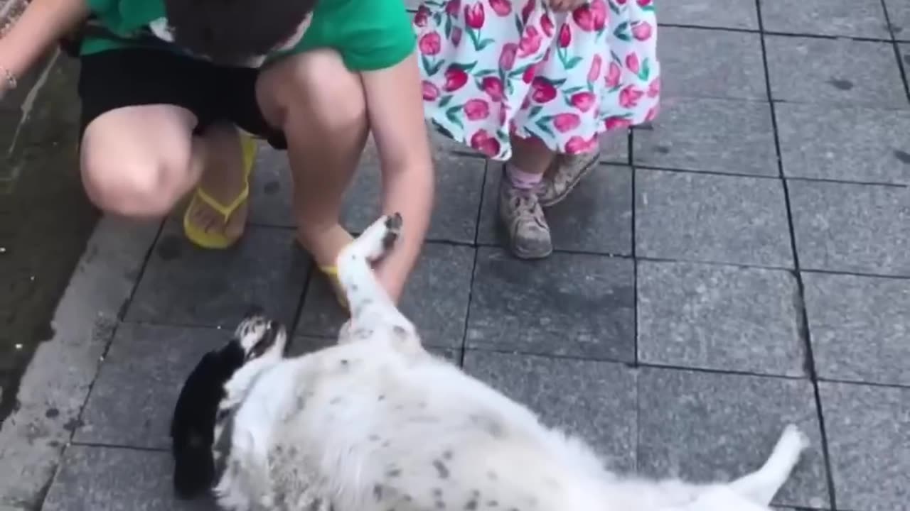 This dog is more than just a stray dog