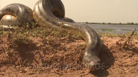 Discover anaconda amazon jungle