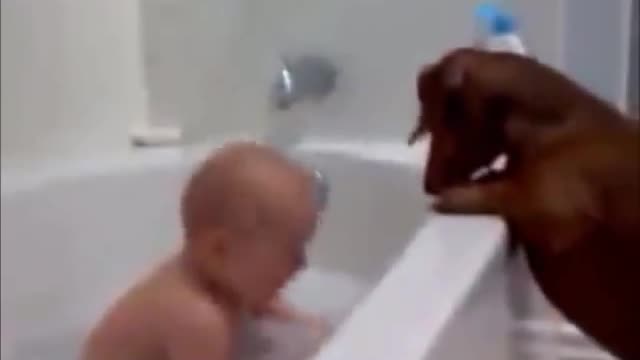dog funny