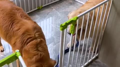 See how the dog takes care of his pregnant daughter-in-law