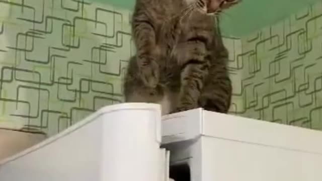 Cute Cat Funny Try To Close The Fridge