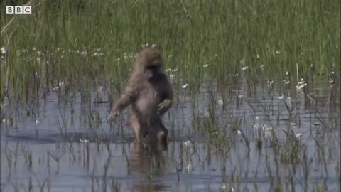 Incredible Animal Parents | BBC Earth