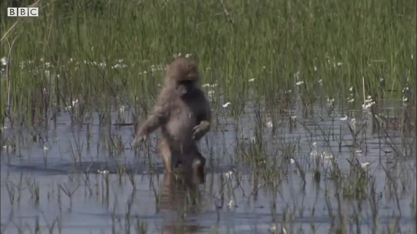 Incredible Animal Parents | BBC Earth