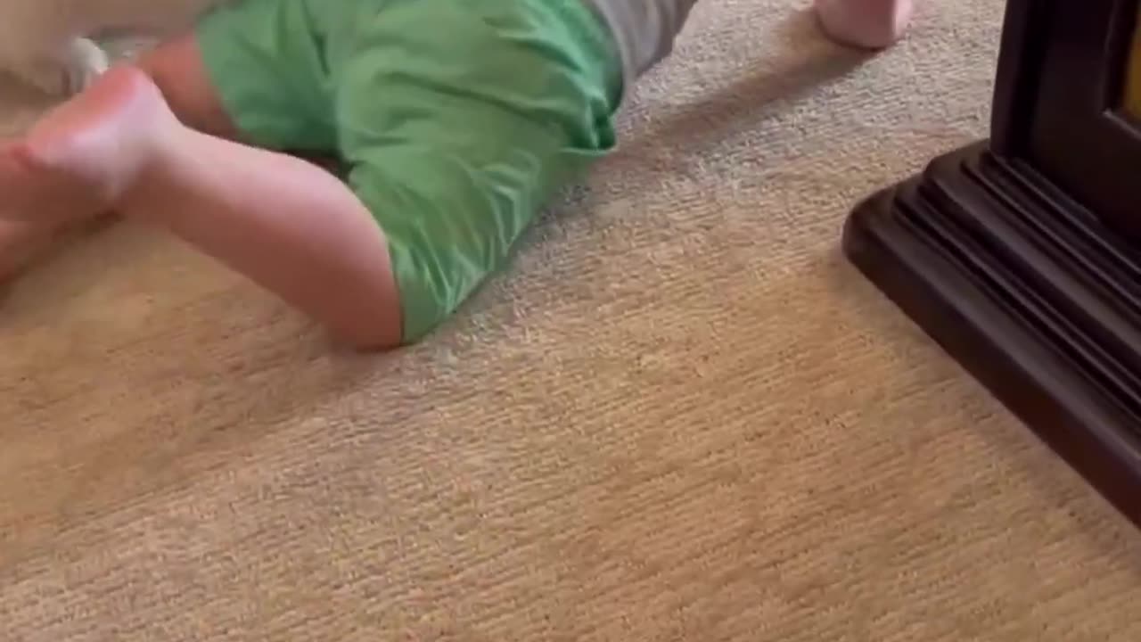 puppy meets baby for the first time