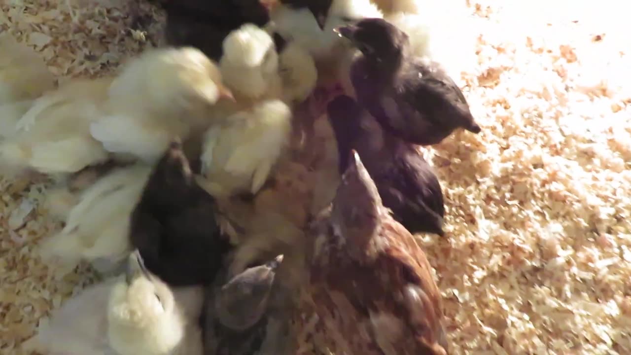 Bobwhite quail chicks, two weeks old