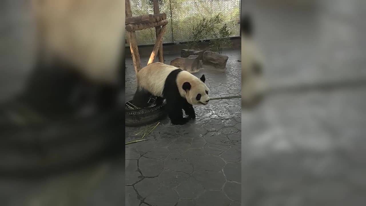 Let’s have a meal, Snow Treasure~ Sitting on a tire and eating.