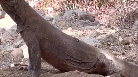 the komodo dragon