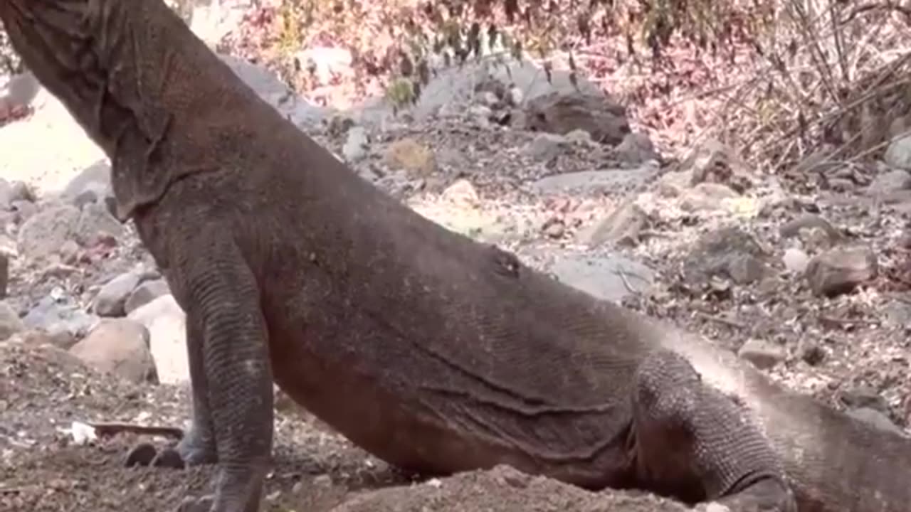 the komodo dragon