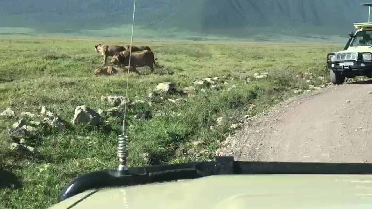 We encountered Lion Pride in Ngorongoro Crater