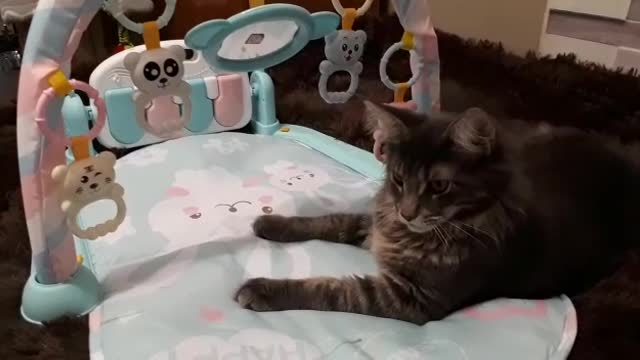 Funny Cat PLAYING WITH TOYS