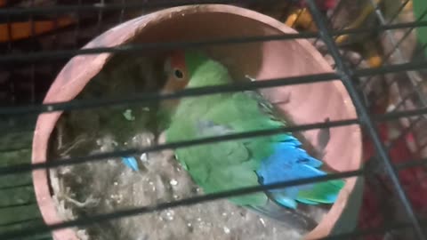 LOVEBIRD FEED