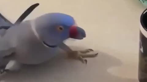 Very cute bird