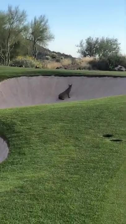 Bobcat Snags a DUCK on a golf course Part 1
