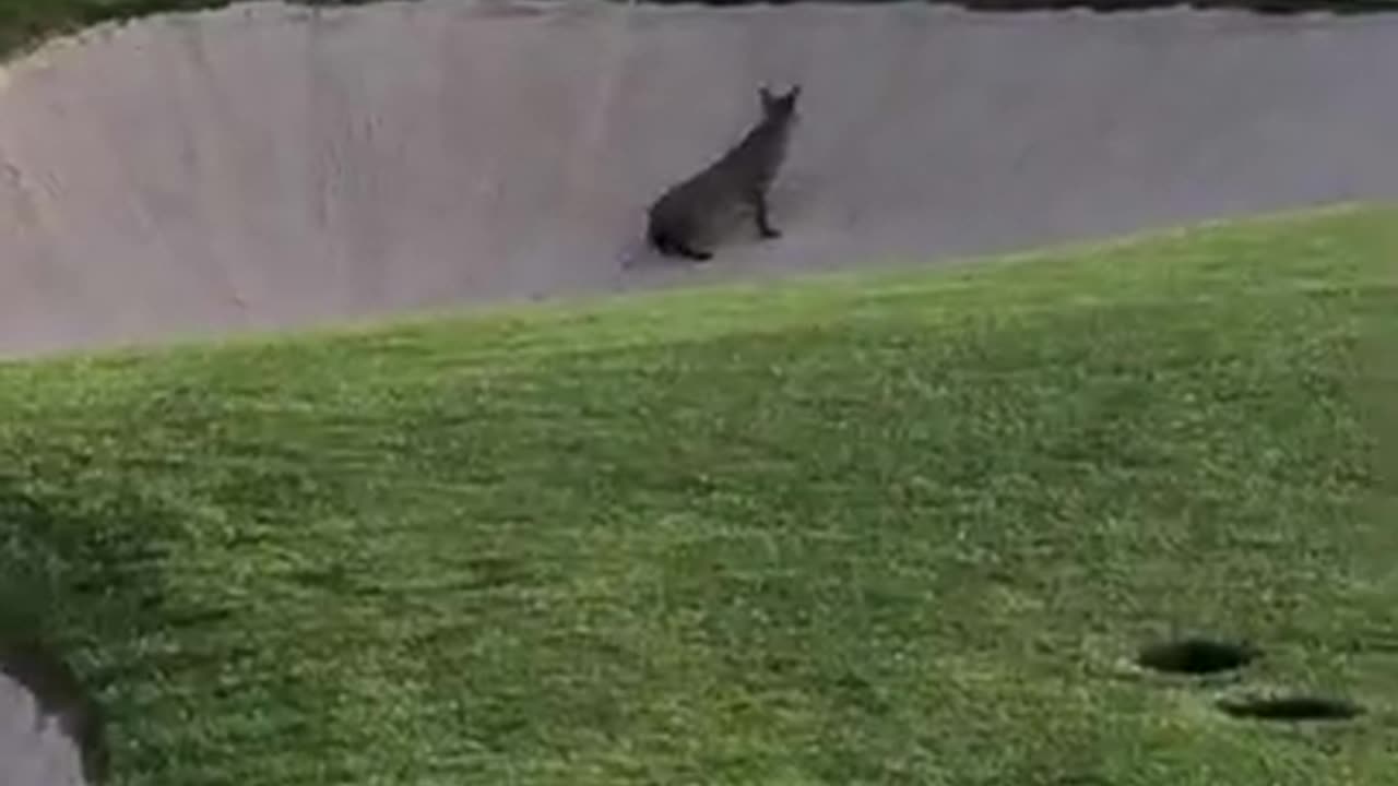 Bobcat Snags a DUCK on a golf course Part 1