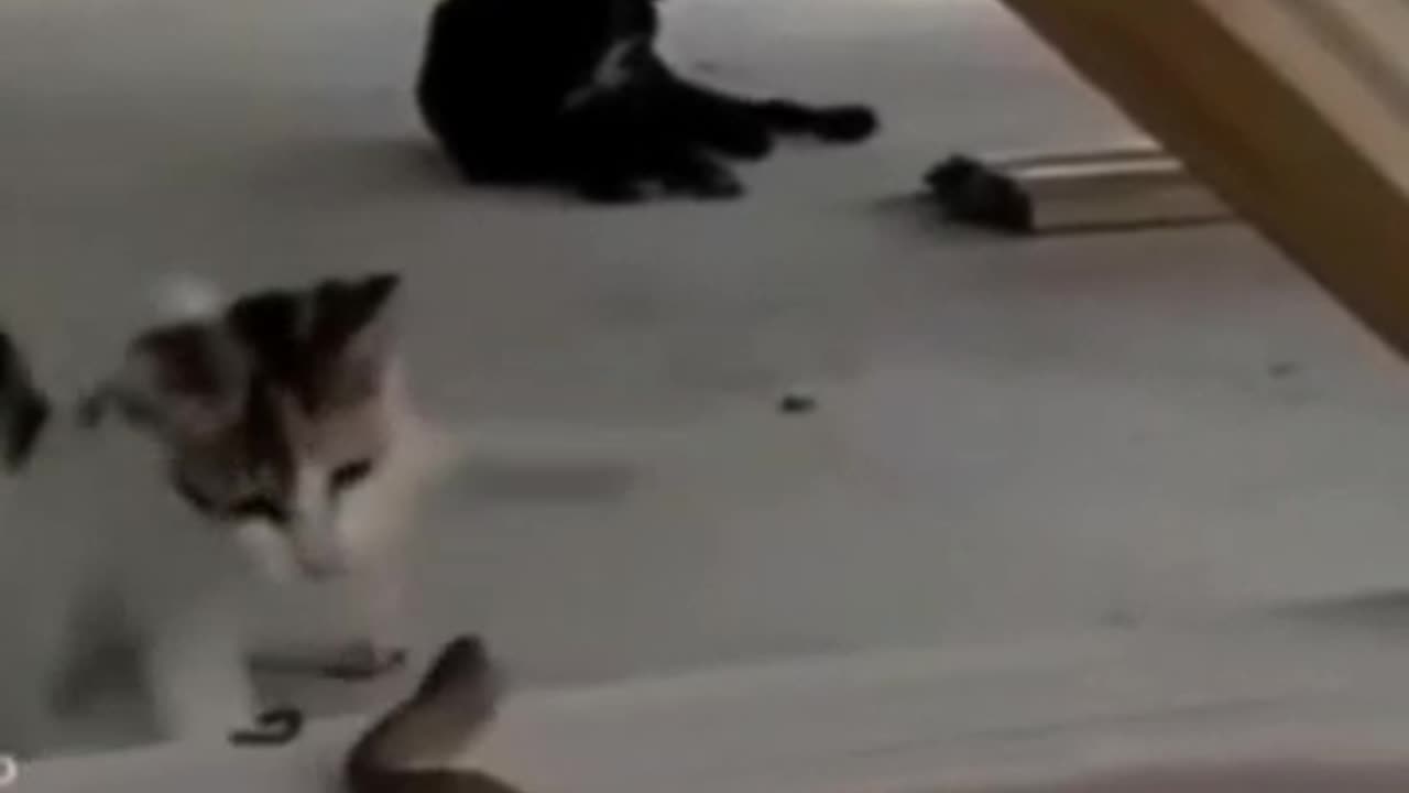 Cat and snake funny video