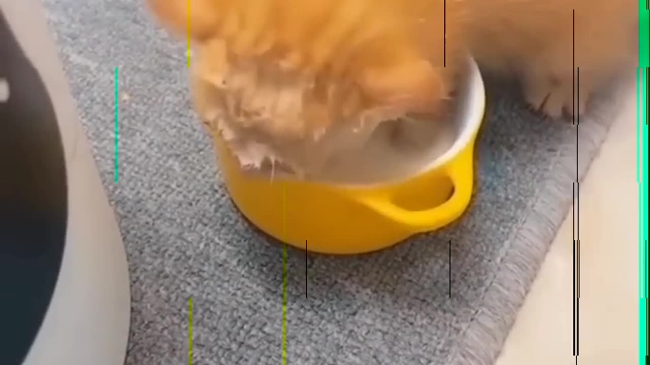 Viral cats