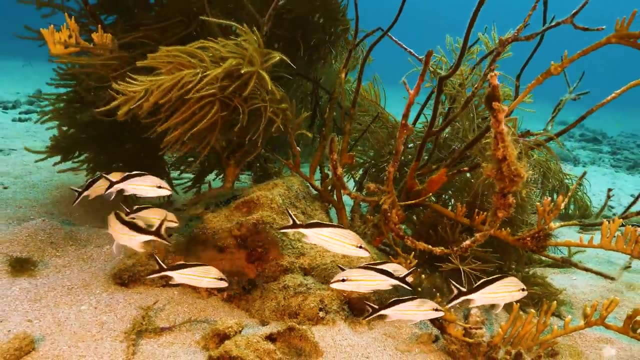 MARINE LIFE 8K ULTRA HD