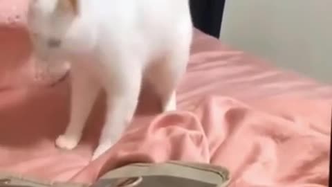 Animals video