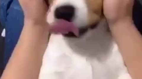 My cute puppy goes to sleep!