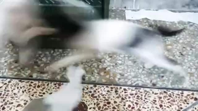 cute kittens are fighting and playing(part4)/stray cats & kittens