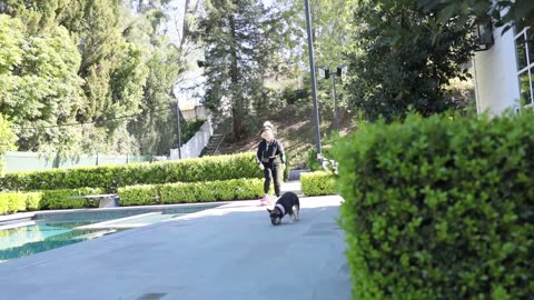 Just Me Teaching My Dog To Skateboard