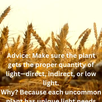 Top 5 Care Tips for Rare or Exotic Plants | Care Tips for Rare Plants You NEED to Know!